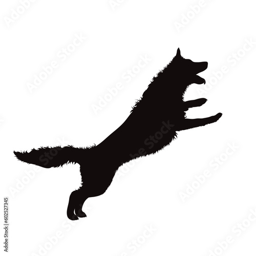 Vector silhouette of German Shepherd on white background.