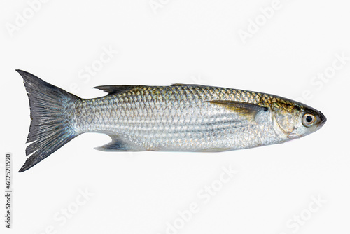 Grey mullet fish isolated on white background.selective focus.