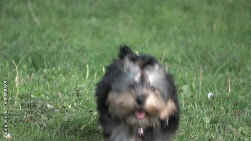 Yorkshire terrier puppy on a walk, slow motion Yorkshire terrier puppy on a walk, slow motion