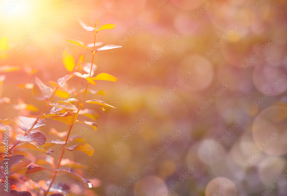 Fototapeta premium Beautiful nature background with plant branches, bokeh and defocused lights