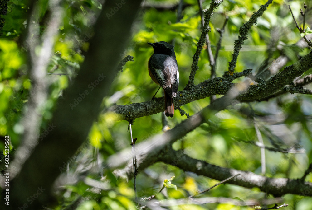 beautiful finch bird sits on a branch on a spring day against the blue sky beautiful finch bird sits on a branch on a spring day against the blue sky