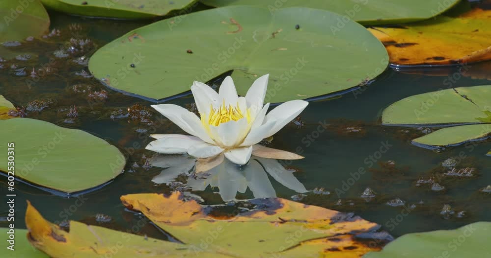 Zoom out and Close-up of a newly bloomed lotus flower in a lake. Lotus plant, calm and relaxing natural shots. High quality close-up of natural plants. natural life and the beauty of nature. Zoom out and Close-up of a newly bloomed lotus flower in a lake. Lotus plant, calm and relaxing natural shots. High quality close-up of natural plants. natural life and the beauty of nature.