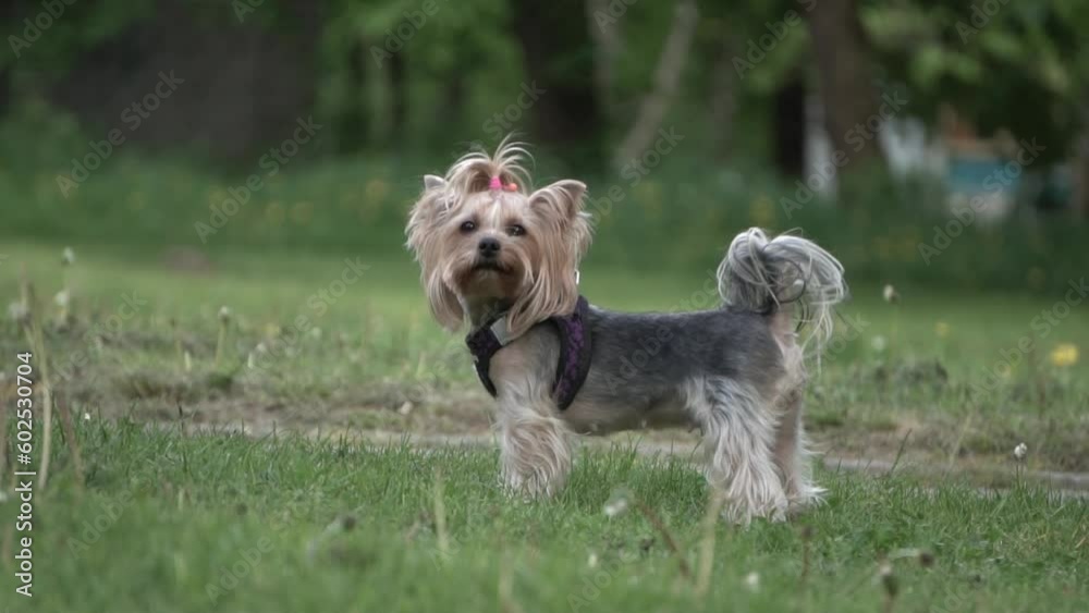Yorkshire terrier on a walk, slow motion Yorkshire terrier on a walk, slow motion