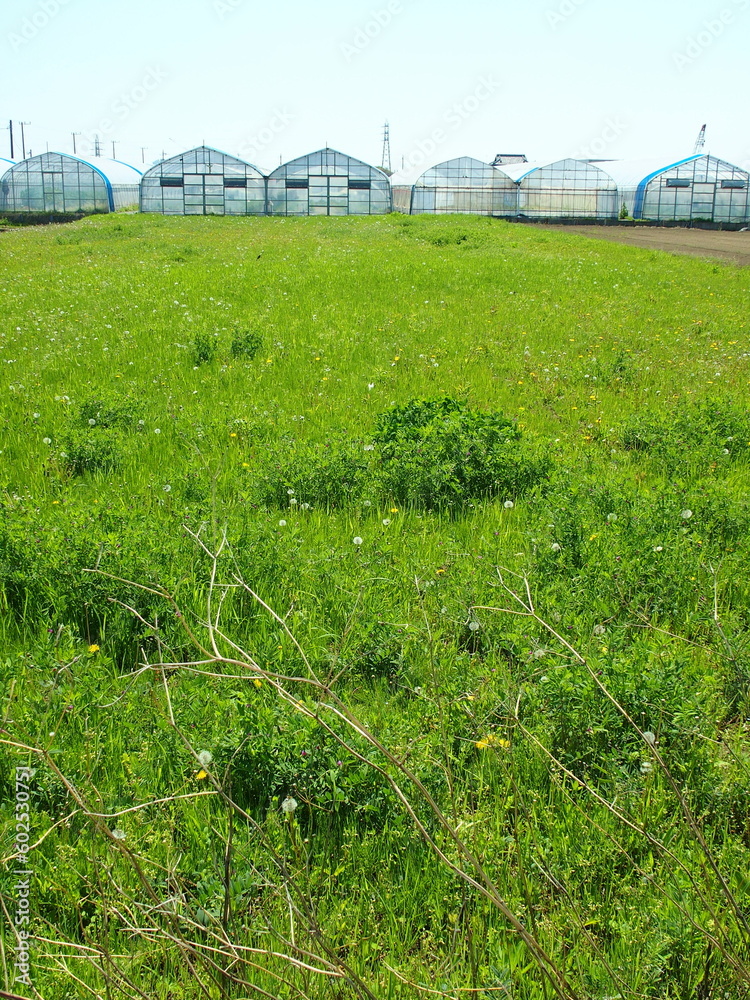 Fototapeta premium 春の蒲公英の綿毛の残る野原とイチゴ栽培の温室風景