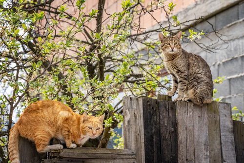 Photography Two cute beautiful cats gray and red are sitting on a fence in a rural area