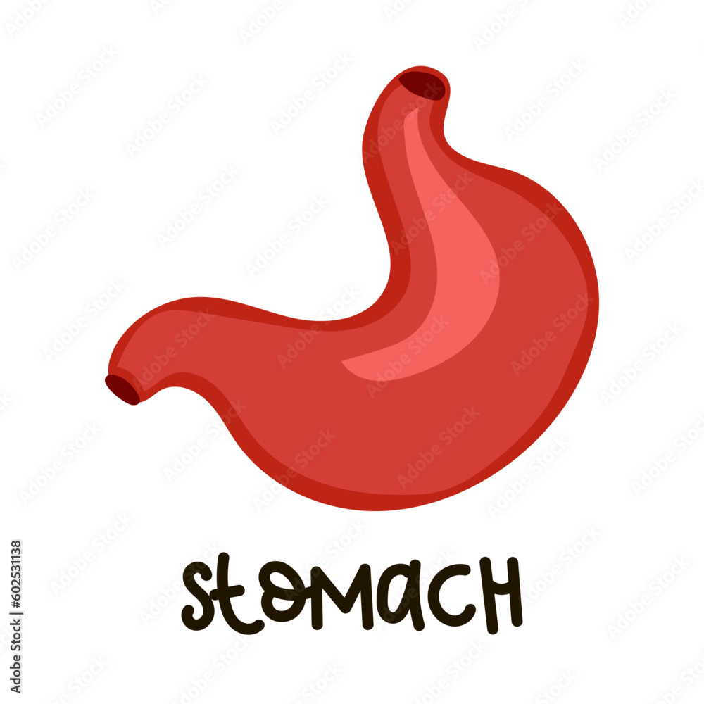 Illustration of a human stomach in a simple cartoon style with a name. Internal organ, anatomy. Vector cartoon illustration of a flat icon isolated on a white background. Study, children's allowance Illustration of a human stomach in a simple cartoon style with a name. Internal organ, anatomy. Vector cartoon illustration of a flat icon isolated on a white background. Study, children's allowance