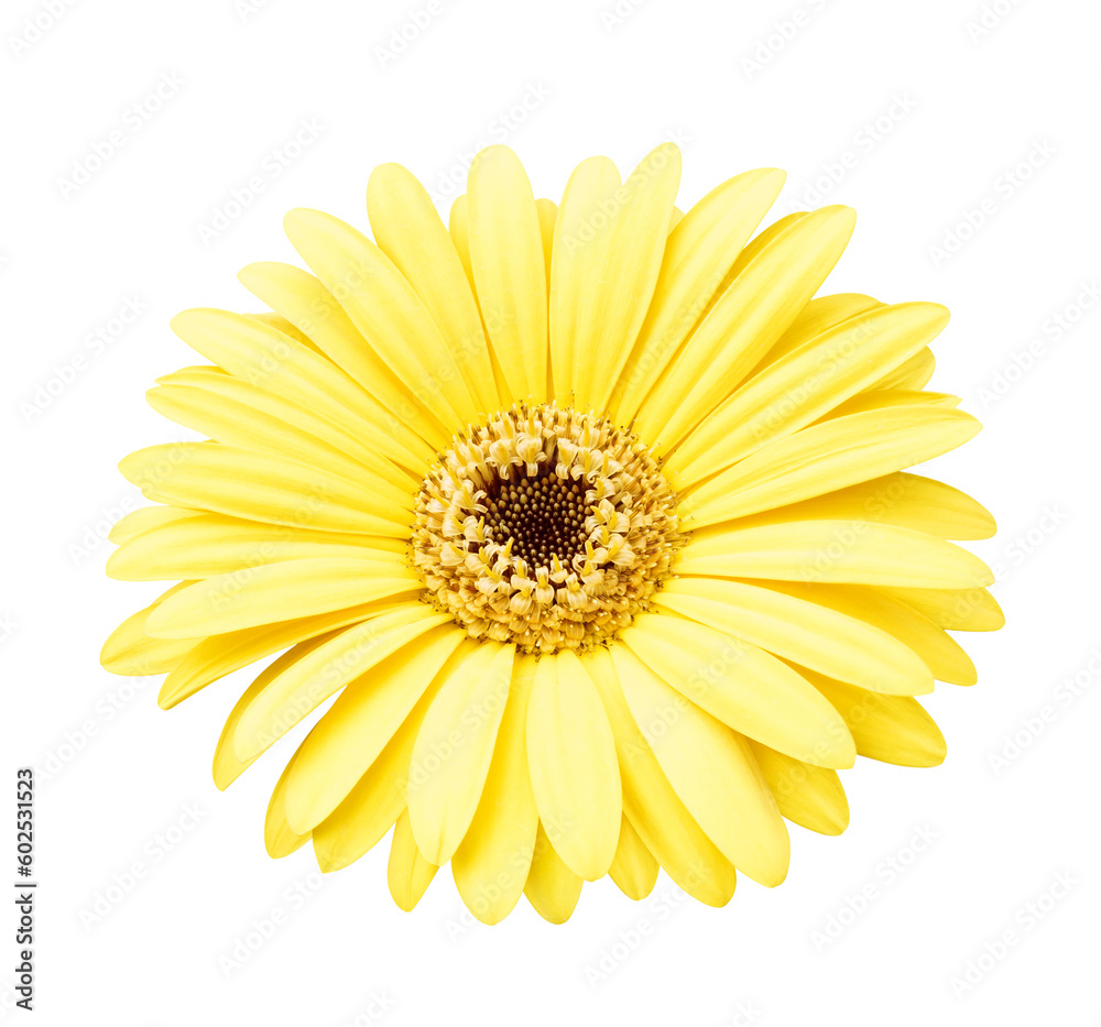 Yellow african daisy isolated