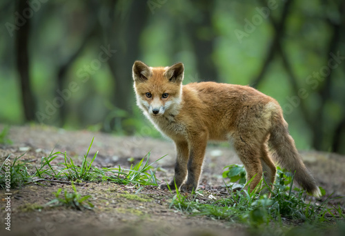 Cute young red fox in the forest   Vulpes vulpes  