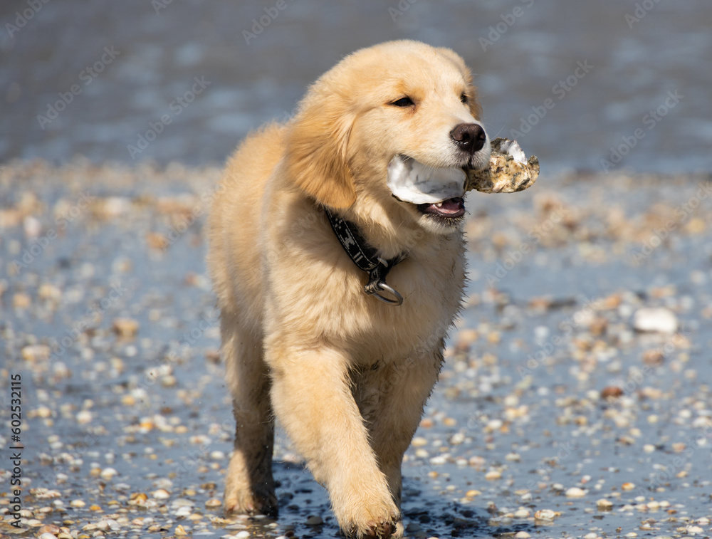 golden retriever puppy labrador spaniel walk and play with shell on the beach