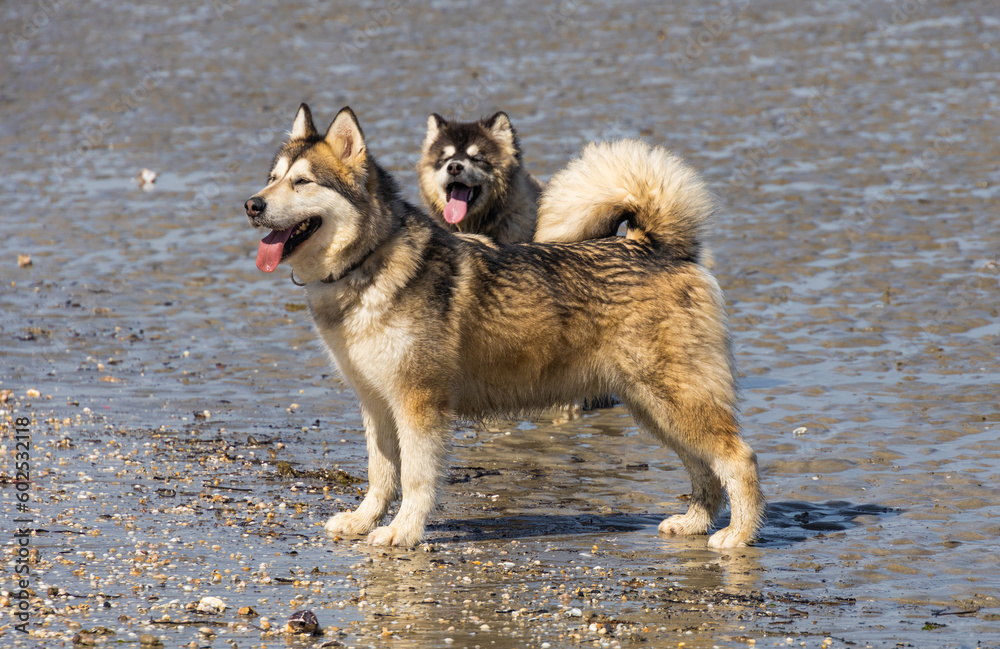 two dogs alaskan malamute husky shephered play and walk on the beach two dogs alaskan malamute husky shephered play and walk on the beach
