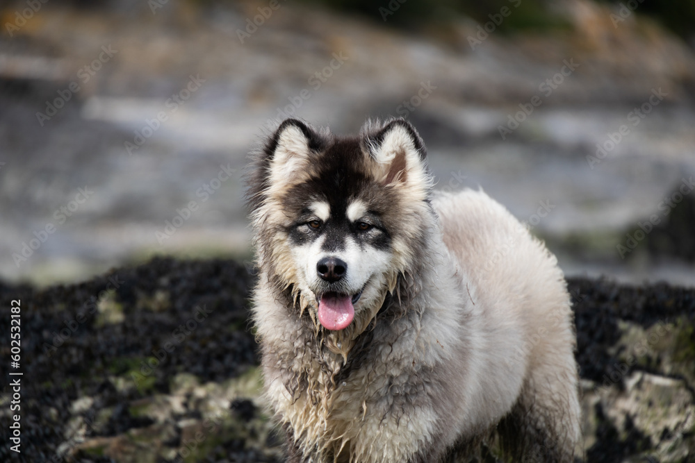 alaskan malamute husky shephered dog walk on the beach alaskan malamute husky shephered dog walk on the beach