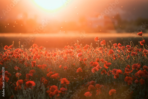 Beautiful field of red poppies in the sunset light. © erika8213