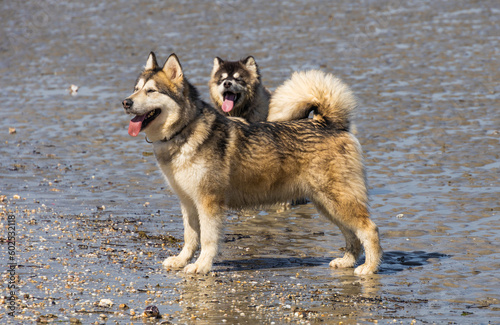 two dogs alaskan malamute husky shephered play and walk on the beach photo