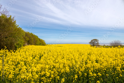 rapeseed flower field sunshine day