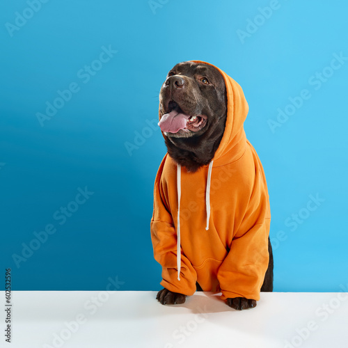 Beautiful, purebred, chocolate colored dog, labrador wearing orange hoodie, sitting with tongue sticking out against blue studio background. Concept of animals, pets fashion, vet, style.