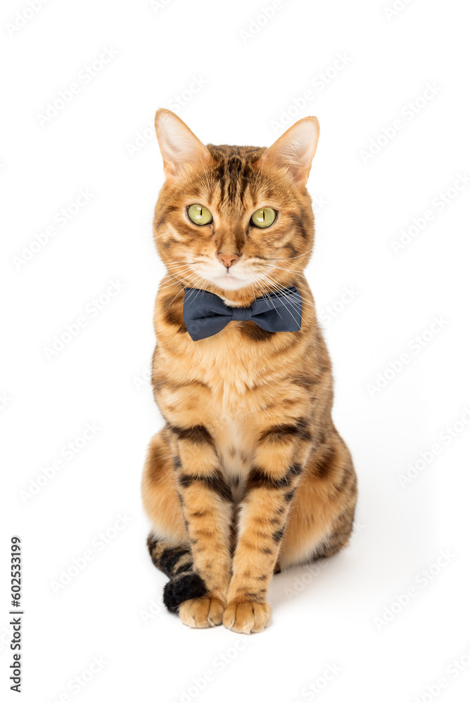 A cute red cat sits in a bow tie on a white background.