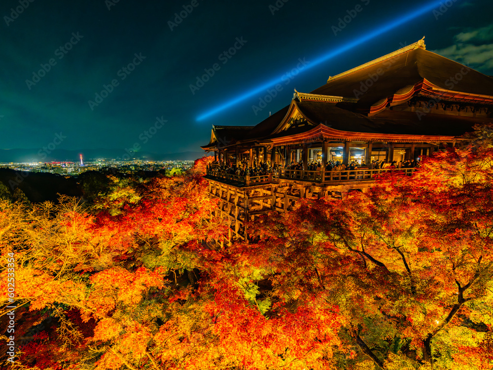 Fototapeta premium 【観光】夜にライトアップした秋の京都の清水寺