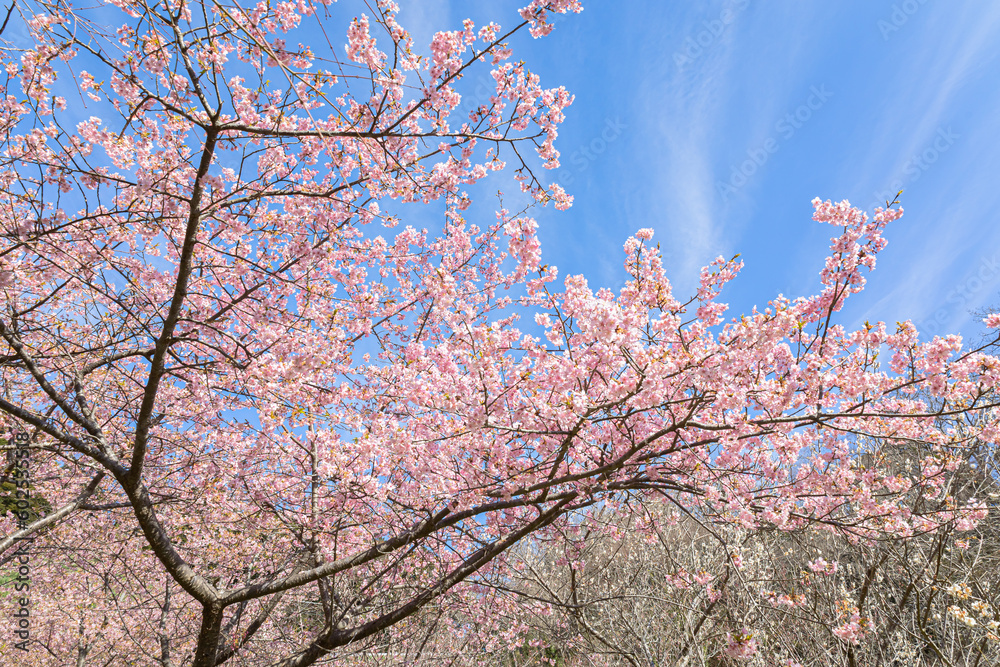 千葉県鋸南町 佐久間ダム湖親水公園の桜 千葉県鋸南町 佐久間ダム湖親水公園の桜
