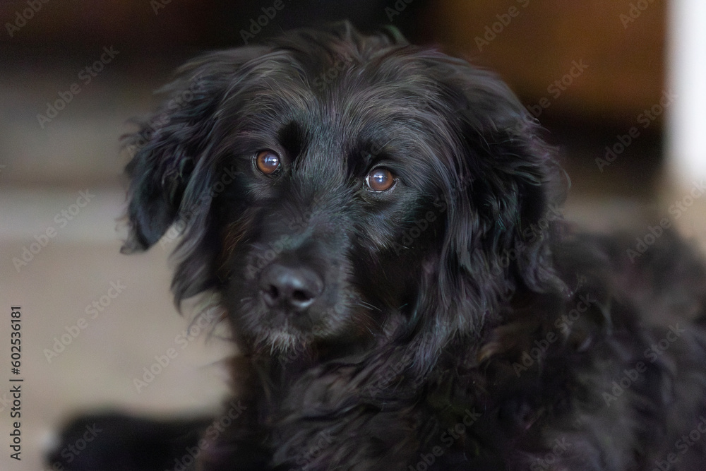 Black dog puppy portrait lying down on the floor