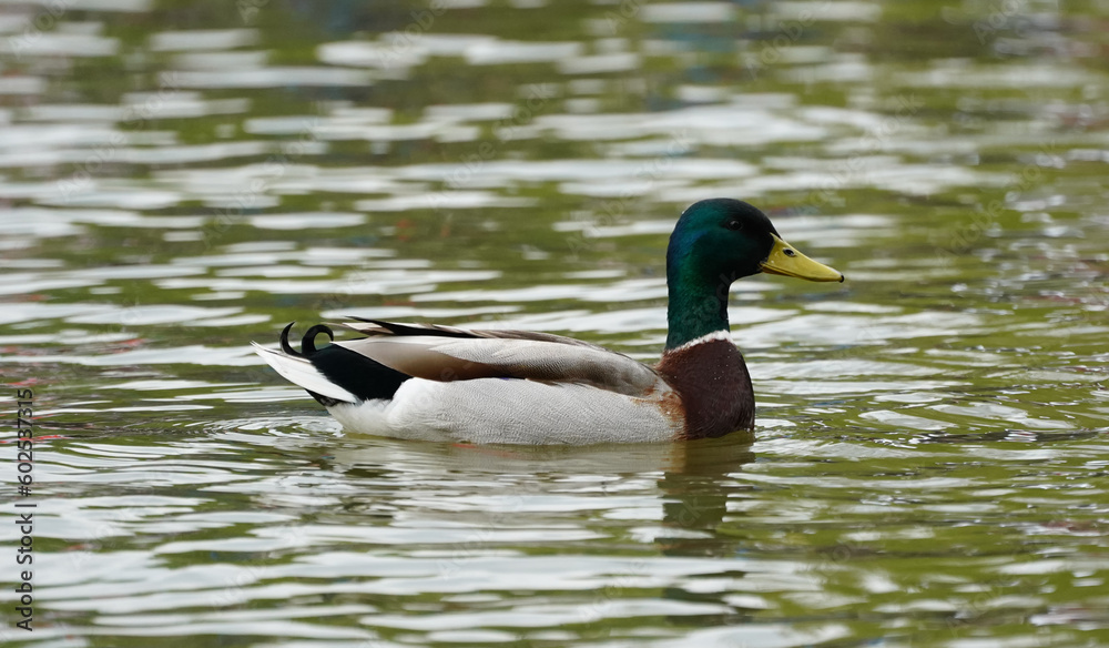Duck swimming in the lake Duck swimming in the lake