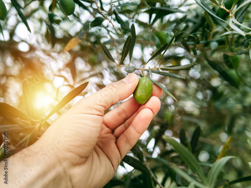 Hand holding olive branch.Selective focus.