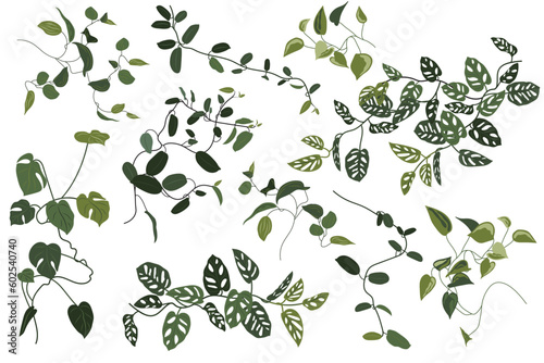 Tropical greenery set. Creepers, flowers. Monstera, philodendron, hoya. Stickers, clipart