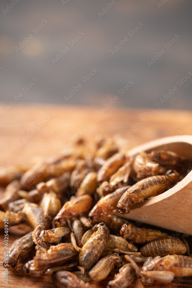 edible bugs, silkworms, in wooden desk, close up. Asian food edible bugs, silkworms, in wooden desk, close up. Asian food