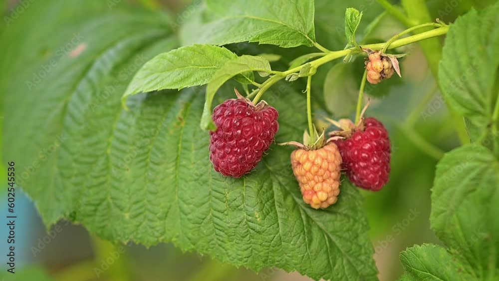 Ripe raspberries on the bushes in the garden. Growing raspberry bushes on the farm or in the garden outside. Healthy food. Eco. Ripe raspberries on the bushes in the garden. Growing raspberry bushes on the farm or in the garden outside. Healthy food. Eco.