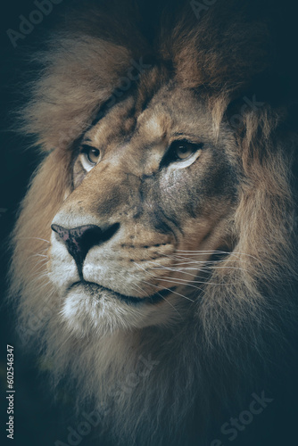Th elion, the king of the jungle. photo