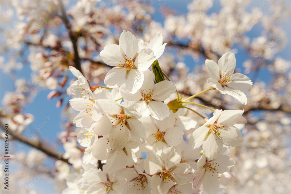 White flowers and closed buds on thin branch of japanese cherry close up in the spring garden park on blue sky