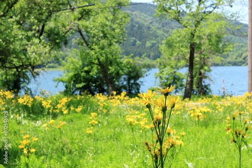 Fototapeta Naklejka Na Ścianę i Meble -  余呉湖畔に咲く花と湖