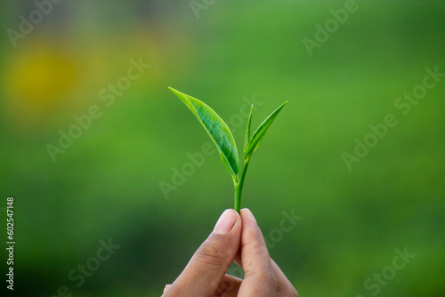  Woman holding a tea leaf an a tea estate