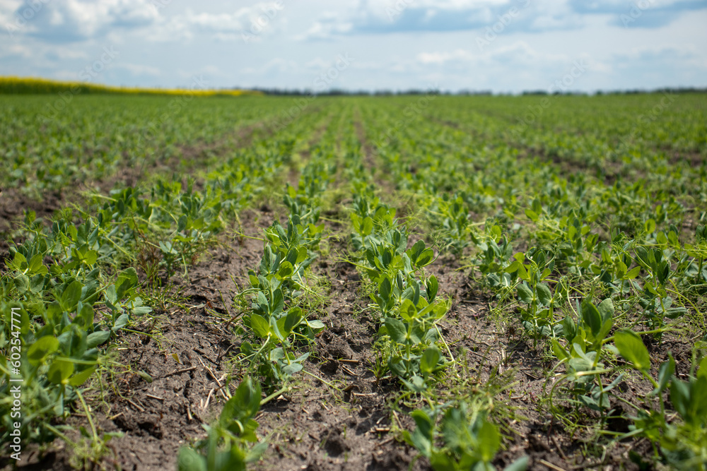 field of pea field of pea