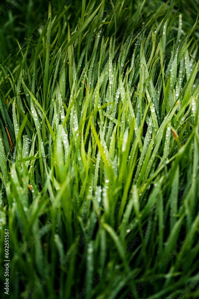 Fototapeta premium Close view of grass with dew drops