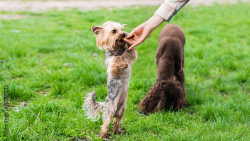 Close view of the owner feeding Yorkshire terrier