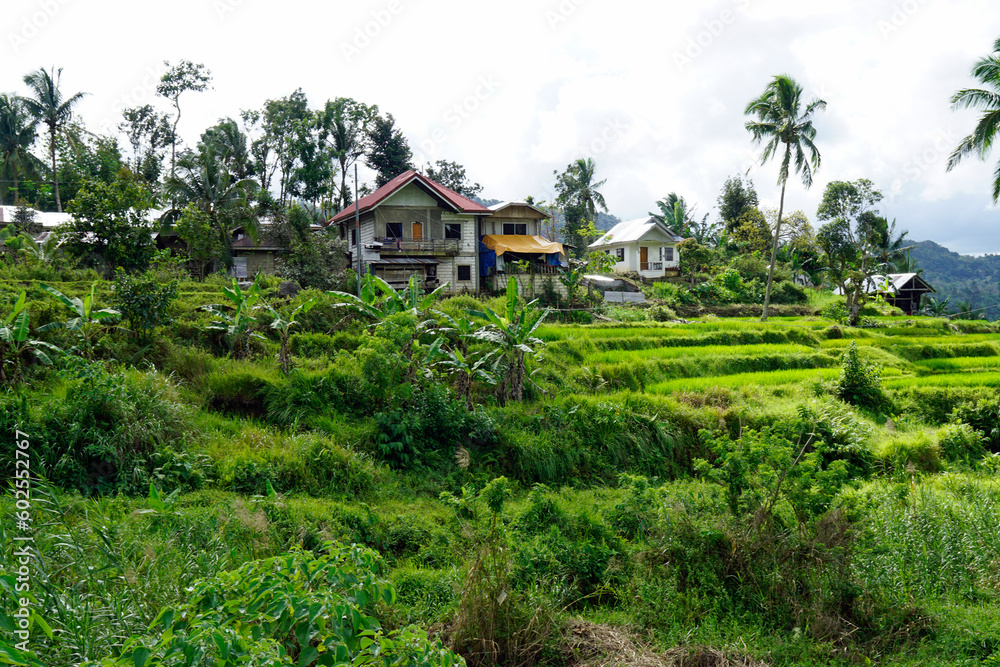 rice fields on bohol islnd at the philippines rice fields on bohol islnd at the philippines