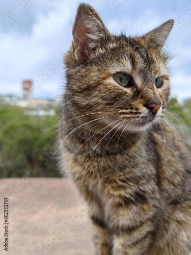 Portrait of a street kitten. Gray kitten sitting on the sidewalk, close-up.