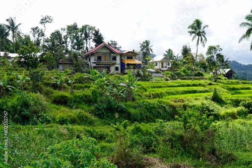 rice fields on bohol islnd at the philippines