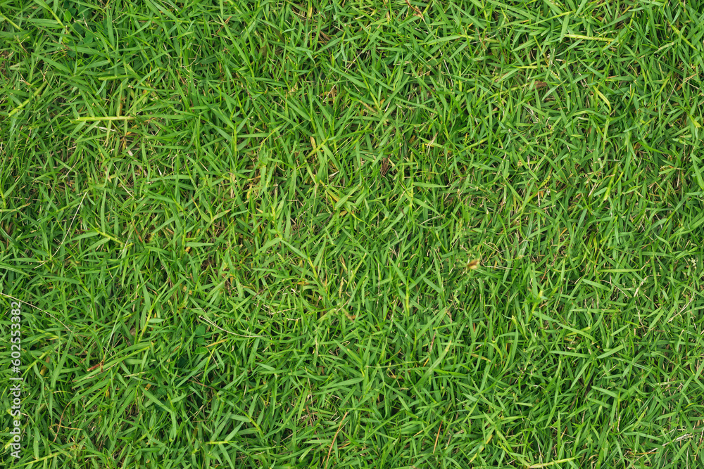 The texture of green grass for the background The texture of green grass for the background