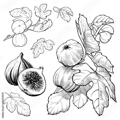 Fig fruits, leaves and branches. Sketch style drawings set isolated on white background. EPS10 vector illustration.