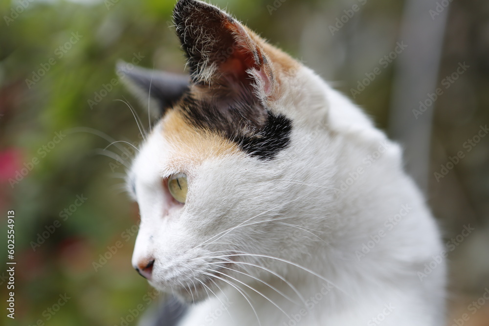Street cat in the park. Street cat in the park.
