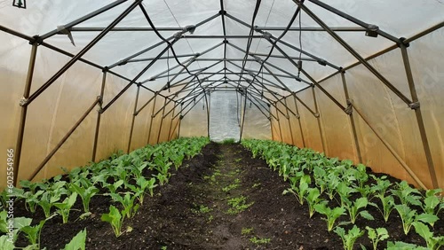 Kohlrabi planting greenhouse foil seedlings drone aerial young planting tuber bio detail field root crop turnip white farm farming garden stem growing organic Brassica oleracea gongylodes Europe photo