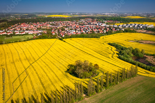 Aerial landscape of the yellow rapeseed field under blue sky  Poland