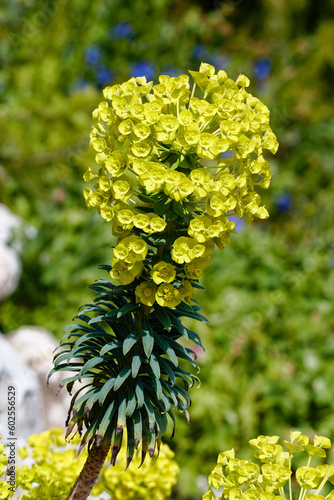 Euphorbia characias (Mediterranean spurge or Albanian spurge) is a species of flowering plant in the Euphorbiaceae family. photo