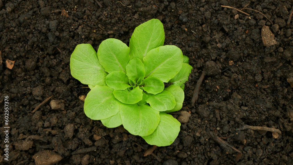 Lettuce seedlings leaves vegetable butterhead bio green Lactuca sativa capitata young planting green detail greenhouse foil field crop farm farming garden salad growing organic curly close-up Europe Lettuce seedlings leaves vegetable butterhead bio green Lactuca sativa capitata young planting green detail greenhouse foil field crop farm farming garden salad growing organic curly close-up Europe