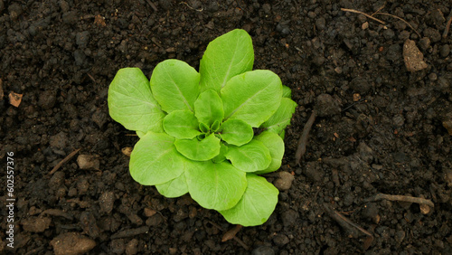 Принти на полотні Lettuce seedlings leaves vegetable butterhead bio green Lactuca sativa capitata
