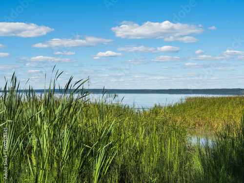 The shore of Lake Pleshcheyevo in Russia  overgrown with green sedge. Blue sky  drifting clouds. Beautiful water landscape. Bright sunny day. No people. Place for text. copy space