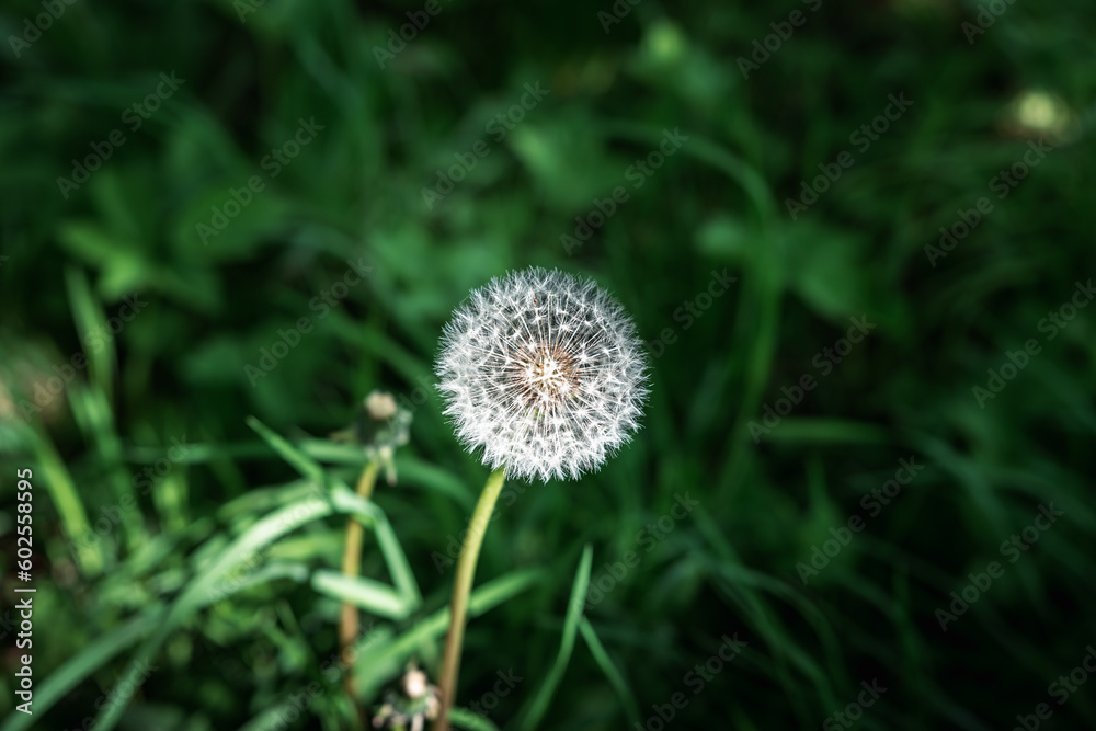 Close-up on fluffy dandelion head after bloosom growing in fresh, high grass, lightened by sun. Spring is a hard time for allergy sufferers. Close-up on fluffy dandelion head after bloosom growing in fresh, high grass, lightened by sun. Spring is a hard time for allergy sufferers.