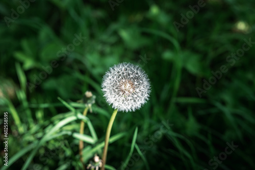 Close-up on fluffy dandelion head after bloosom growing in fresh  high grass  lightened by sun. Spring is a hard time for allergy sufferers.