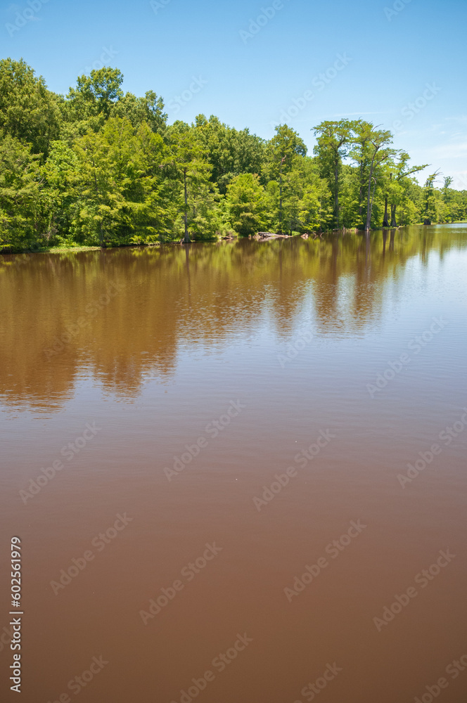 Swamp at Leroy Percy State Park in Mississippi